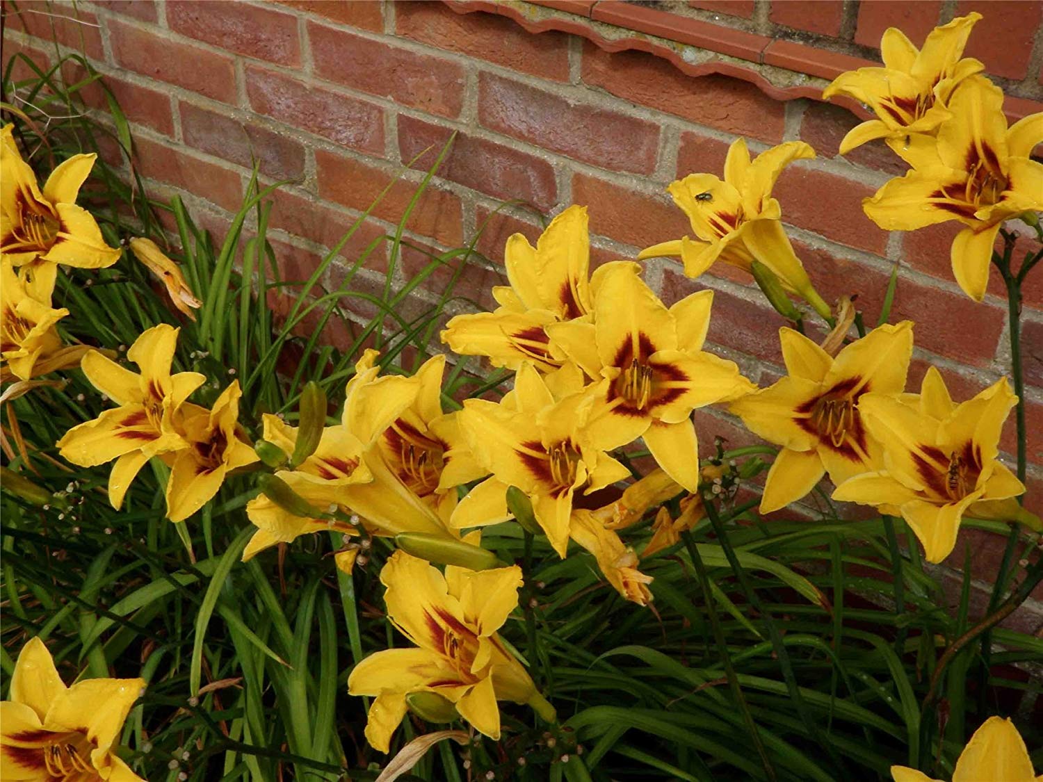Hemerocallis 'Bonanza'